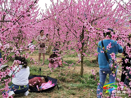 ​孟溪鎮(zhèn)：千畝桃李花開 ，絕美花海等你來