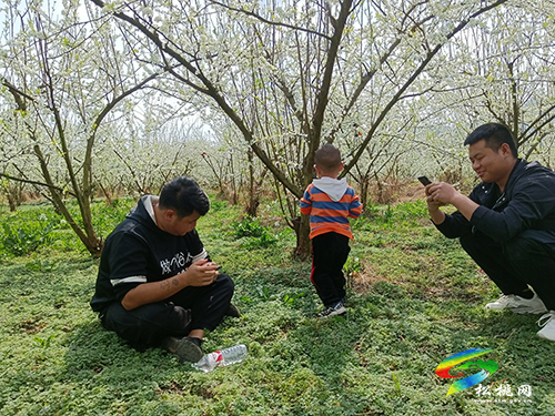 ​孟溪鎮(zhèn)：千畝桃李花開 ，絕美花海等你來