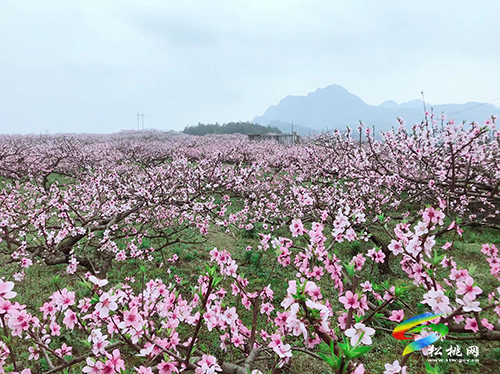 ​孟溪鎮(zhèn)：千畝桃李花開 ，絕美花海等你來
