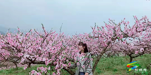 ​孟溪鎮(zhèn)：千畝桃李花開 ，絕美花海等你來