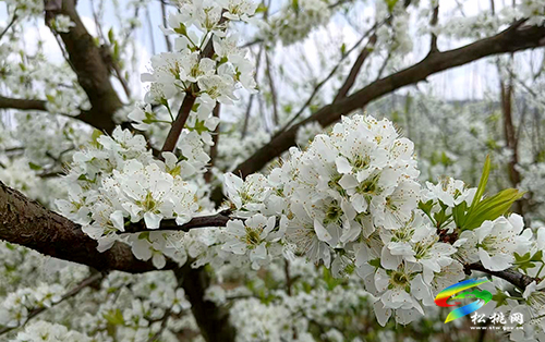 ​孟溪鎮(zhèn)：千畝桃李花開 ，絕美花海等你來