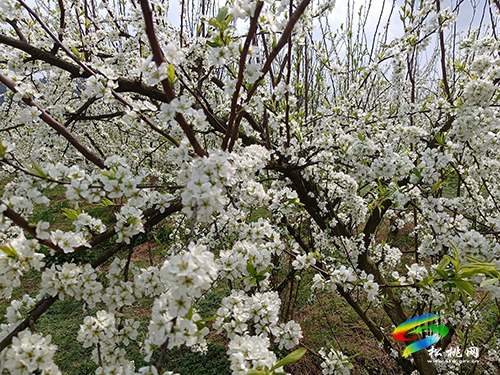 ​孟溪鎮(zhèn)：千畝桃李花開 ，絕美花海等你來