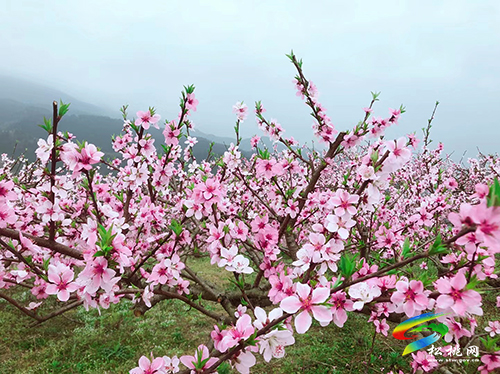 ​孟溪鎮(zhèn)：千畝桃李花開 ，絕美花海等你來