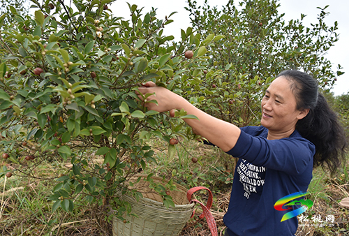 匯聚巾幗群英 逐夢大美苗鄉(xiāng)——記松桃苗族自治縣女企業(yè)家協(xié)會(huì)成立