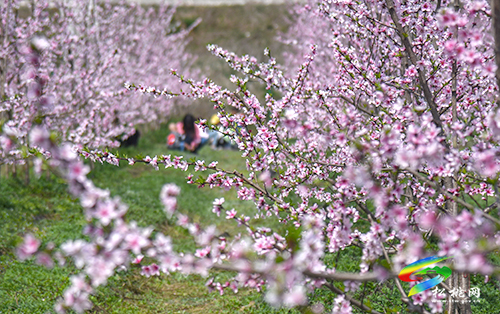 松桃：陽(yáng)春三月賞桃花 農(nóng)旅融合助增收