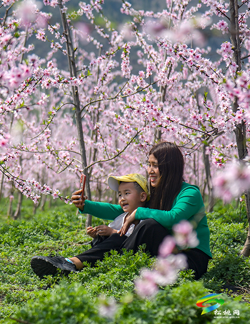 松桃：陽(yáng)春三月賞桃花 農(nóng)旅融合助增收