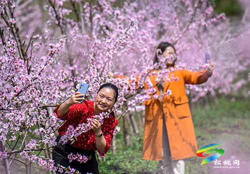 松桃：陽(yáng)春三月賞桃花 農(nóng)旅融合助增收