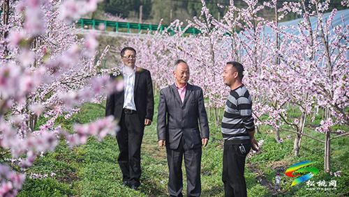 松桃：陽(yáng)春三月賞桃花 農(nóng)旅融合助增收
