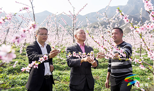 松桃：陽(yáng)春三月賞桃花 農(nóng)旅融合助增收