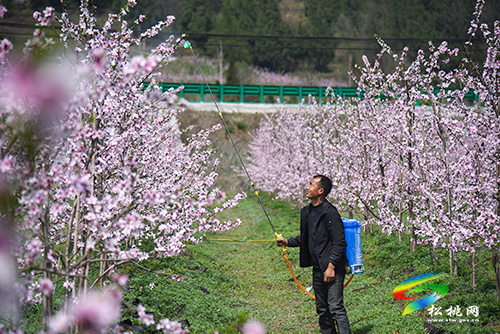 松桃：陽(yáng)春三月賞桃花 農(nóng)旅融合助增收