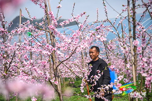 松桃：陽(yáng)春三月賞桃花 農(nóng)旅融合助增收