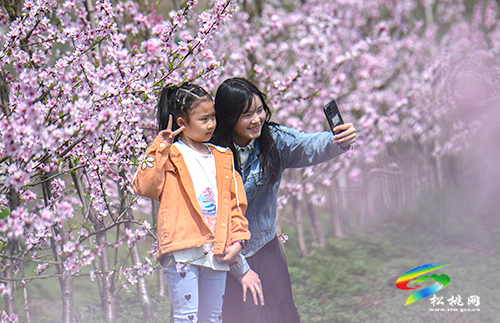 松桃：陽(yáng)春三月賞桃花 農(nóng)旅融合助增收