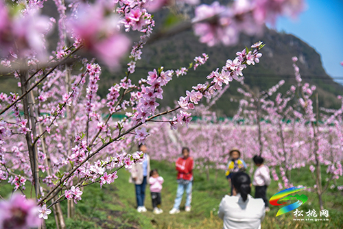 松桃：陽(yáng)春三月賞桃花 農(nóng)旅融合助增收
