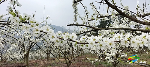 當(dāng)音樂(lè)遇上鮮花 | 巧用文創(chuàng)提高旅游愉悅性