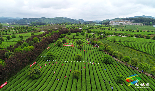 棉花山研學(xué)示范基地入選貴州省首批十大研學(xué)旅行基地