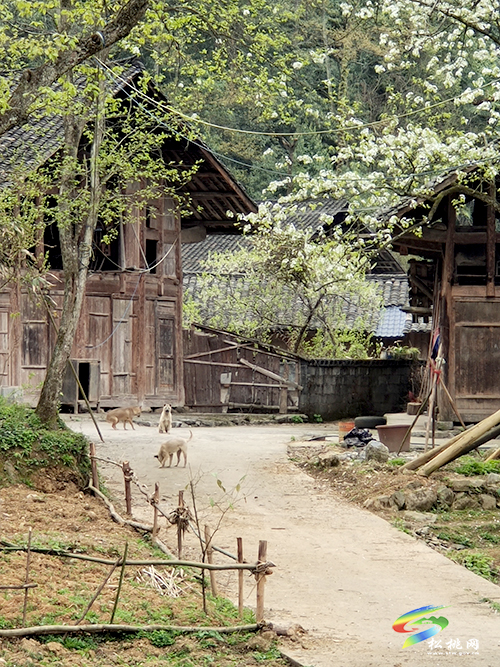 長坪梨花 |好風景藏著好“錢”景