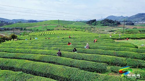 ​大坪場鎮(zhèn)：采茶正當(dāng)時(shí)，片片茶飄香