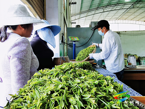 ​大坪場鎮(zhèn)：采茶正當(dāng)時(shí)，片片茶飄香