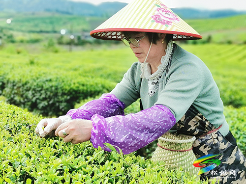 ​大坪場鎮(zhèn)：采茶正當(dāng)時(shí)，片片茶飄香
