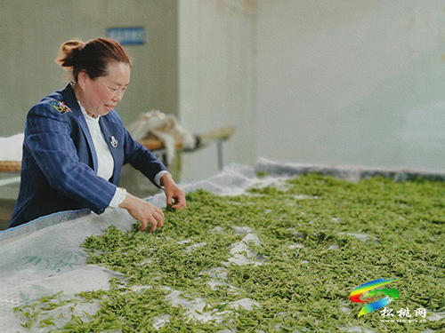 ​大坪場鎮(zhèn)：采茶正當(dāng)時(shí)，片片茶飄香