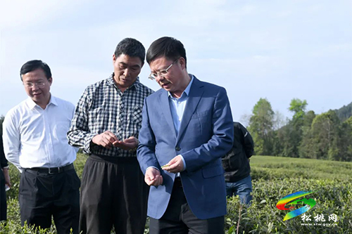 陳康到松桃調研生態(tài)茶產(chǎn)業(yè)發(fā)展情況
