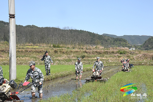 松桃：恰逢春耕生產(chǎn)時(shí)“迷彩綠”現(xiàn)田間