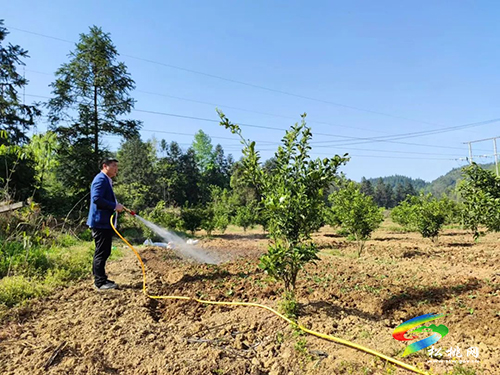 大坪場鎮(zhèn)坳田村：林下板藍根種植鋪就產業(yè)發(fā)展“致富路”