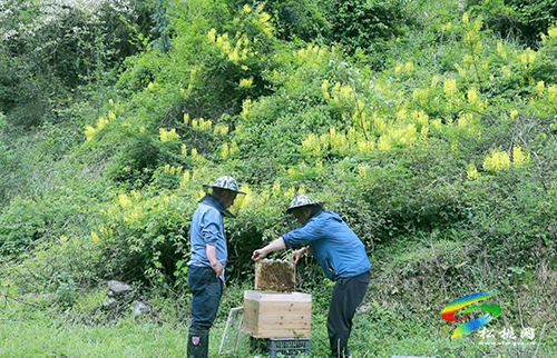 【沿著高速看變化⑩】松桃太平營：后花園里的甜蜜事業(yè)