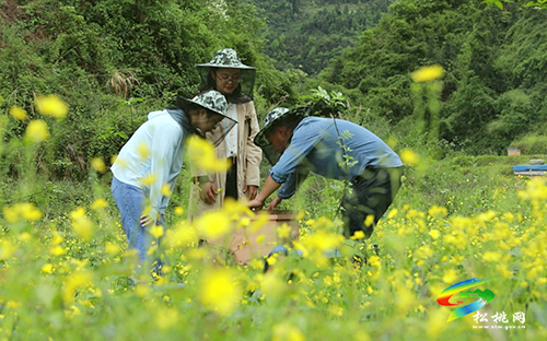 【沿著高速看變化⑩】松桃太平營：后花園里的甜蜜事業(yè)