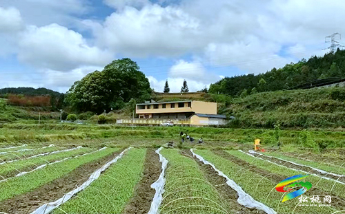 【沿著高速看變化⑩】松桃太平營：后花園里的甜蜜事業(yè)