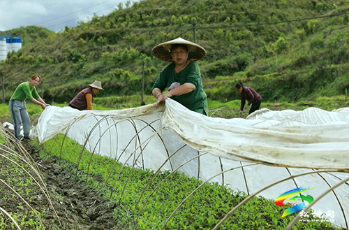 【沿著高速看變化⑩】松桃太平營：后花園里的甜蜜事業(yè)
