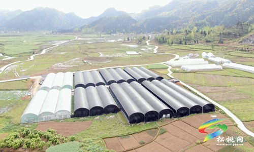 松桃：機(jī)械化育秧忙　助力水稻播種“加速度”