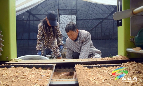 松桃：機(jī)械化育秧忙　助力水稻播種“加速度”