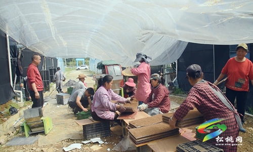 松桃：機(jī)械化育秧忙　助力水稻播種“加速度”