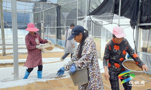 松桃：機(jī)械化育秧忙　助力水稻播種“加速度”