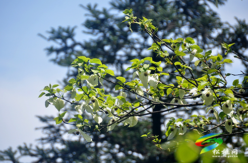 陽雀林場珙桐花開