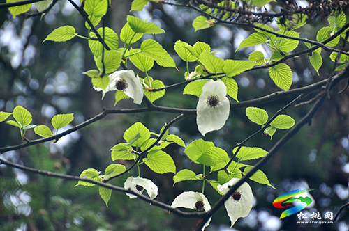 陽雀林場珙桐花開