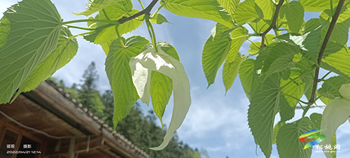 陽雀林場珙桐花開