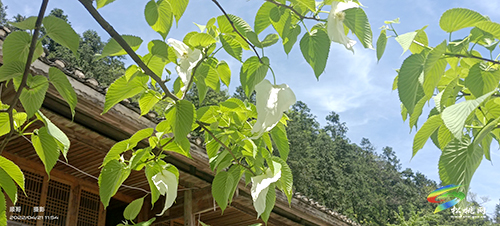 陽雀林場珙桐花開