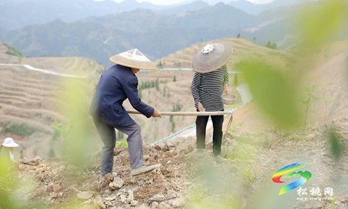 牛郎鎮(zhèn)：發(fā)展短效特色產業(yè)　助力村民多渠道增收