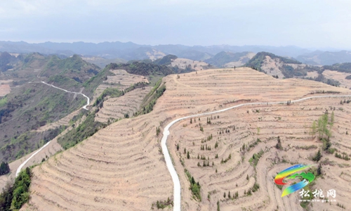 牛郎鎮(zhèn)：發(fā)展短效特色產業(yè)　助力村民多渠道增收
