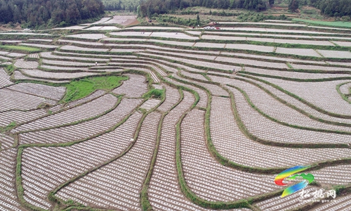 長坪鄉(xiāng)：增收有渠道　烤煙移栽忙