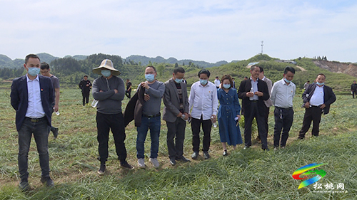松桃兩鎮(zhèn)開展村干部產業(yè)交流觀摩活動