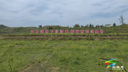 松桃兩鎮(zhèn)開展村干部產業(yè)交流觀摩活動