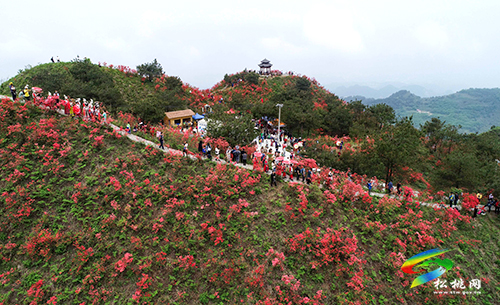 飛靈山杜鵑花競相綻放　大批游客紛至沓來
