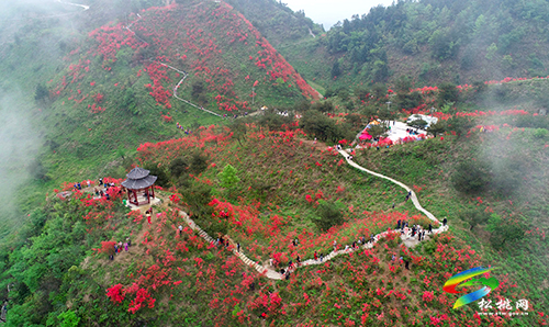 飛靈山杜鵑花競相綻放　大批游客紛至沓來