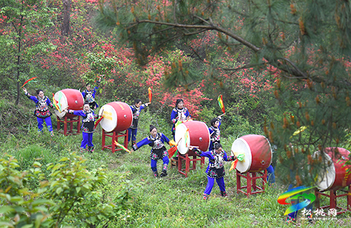 飛靈山杜鵑花競相綻放　大批游客紛至沓來