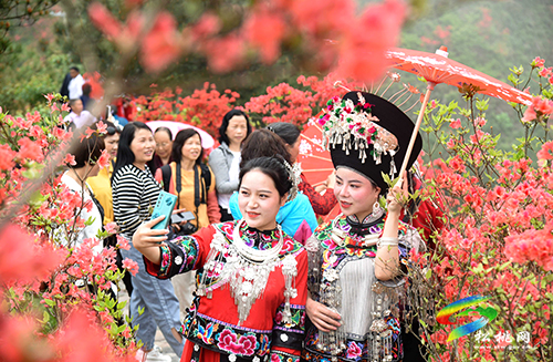 飛靈山杜鵑花競相綻放　大批游客紛至沓來
