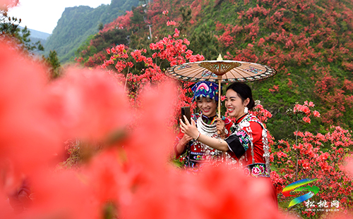 飛靈山杜鵑花競相綻放　大批游客紛至沓來