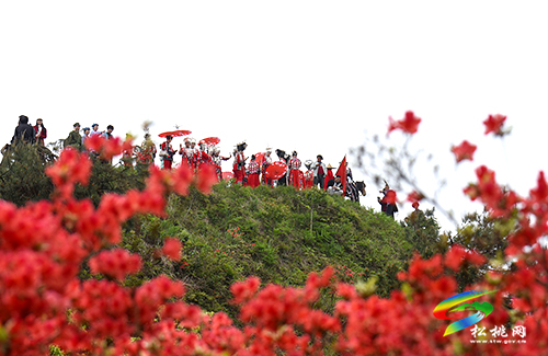 飛靈山杜鵑花競相綻放　大批游客紛至沓來